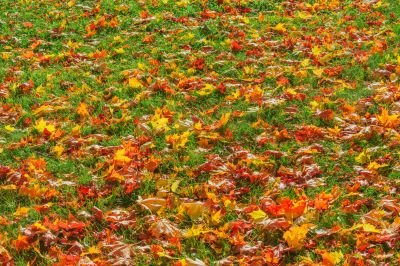 Seasonal Leaf Maintenance