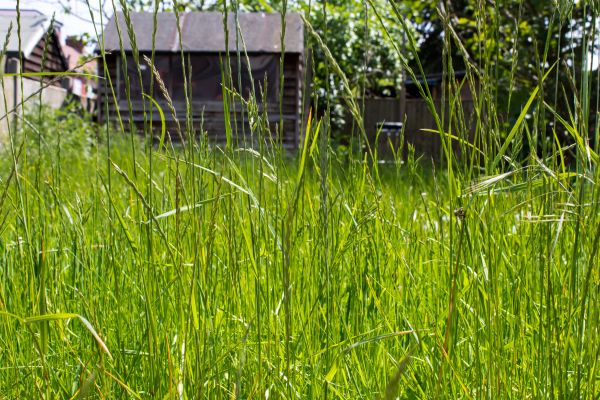 Overgrown Lawn Trimming Service
